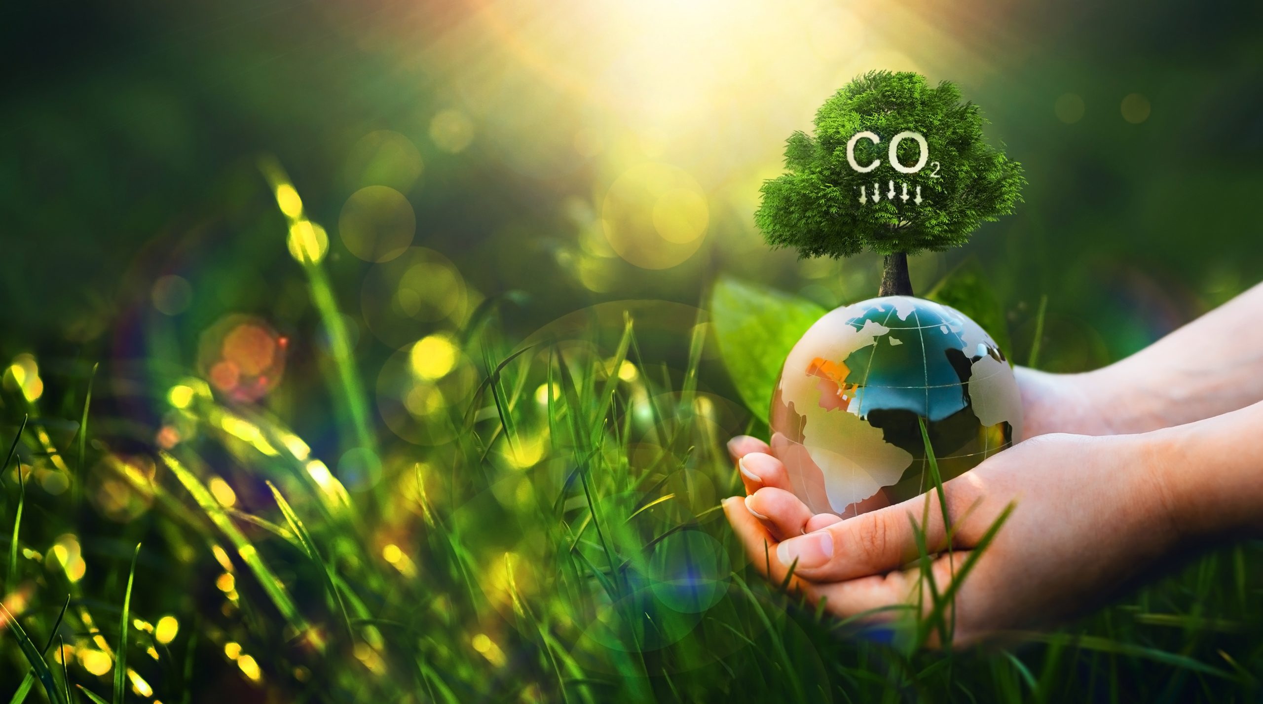 Chat when you’re free and we’ll plant a tree – or 89 of them! Featured Image